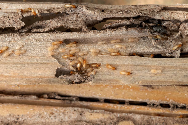 Best Bed Bug Extermination  in Manvel, TX