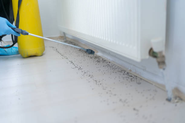 Trusted Manvel, TX Pest Control Experts