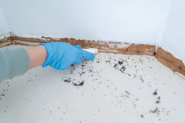 Best Cockroach Control Services  in Manvel, TX