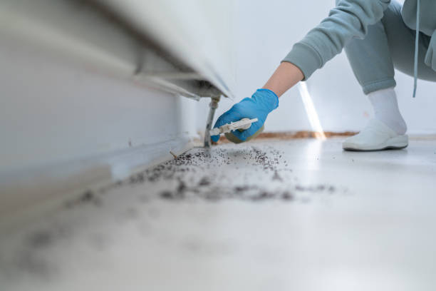 Best Mosquito Control Services  in Manvel, TX